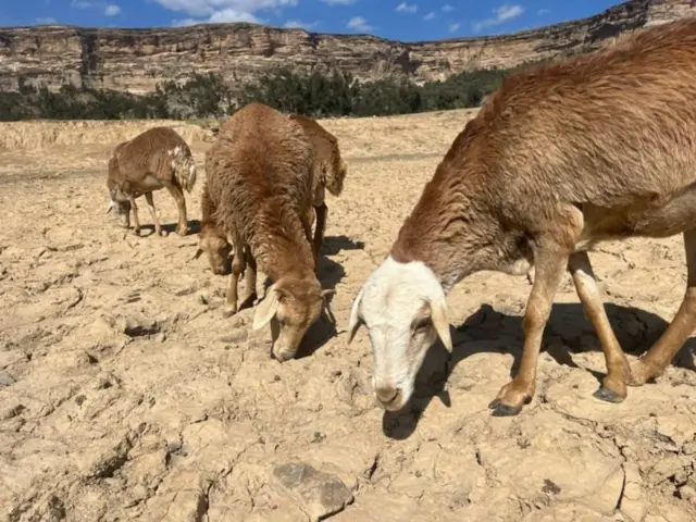 ድርቅ ያጠቃው የአጽበደራ ወረዳ