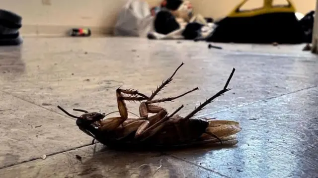 బొద్దింక