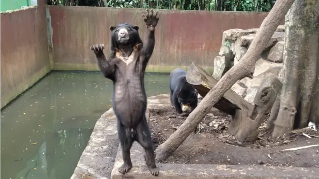 Beruang madu di Kebun Binatang Bandung terlihat kurus dan meminta makanan dari pengunjung saat dikunjungi pada Rabu (18/1/2016).