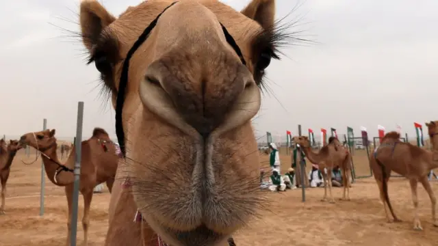 운송수단하면 자동차가 먼저 떠오르는가 낙타가 먼저 떠오르는가?