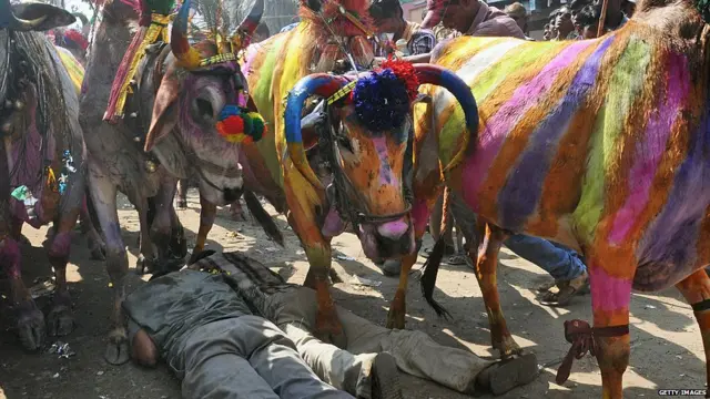 ગરબડામાં માલિક ઉપરથી ચાલતા પશુઓની તસવીર