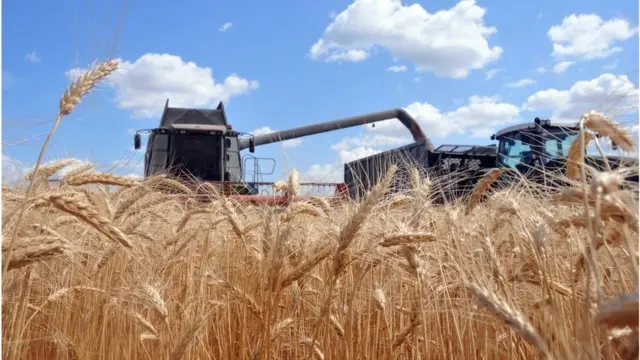 врожай зернових