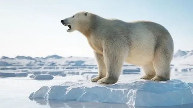 Polar bear on ice floe. Melting iceberg and global warming. - stock photo