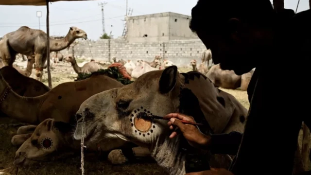 تاجر يرسم تصميما على جمل أضحية لجذب العملاء، في سوق للماشية قبل المهرجان في ضواحي إسلام أباد، في باكستان قبل المهرجان في ضواحي إسلام أباد ، باكستان