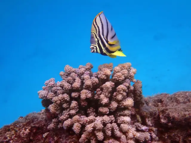 லட்சத்தீவு