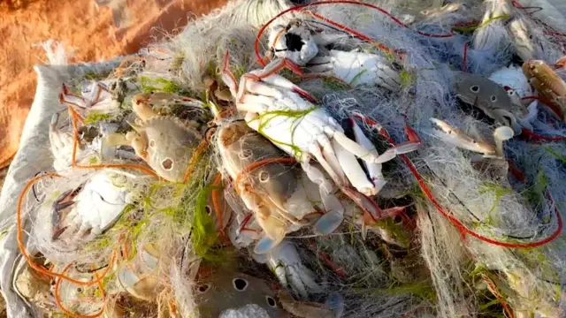 گوادر، ٹرالر، ماہی گیر