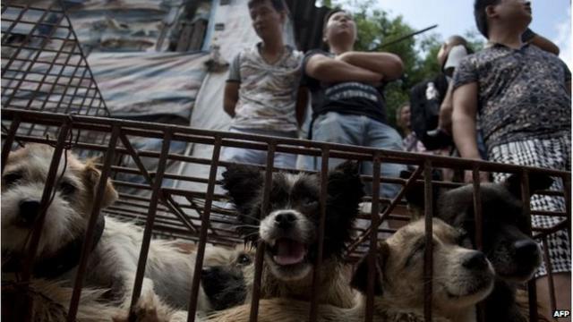 Buy dog meat sales online