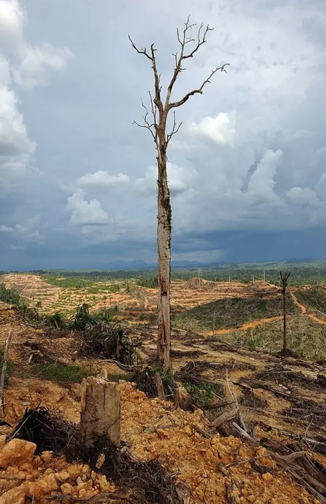 Punan Batu, Kalimantan, lingkungan, adat