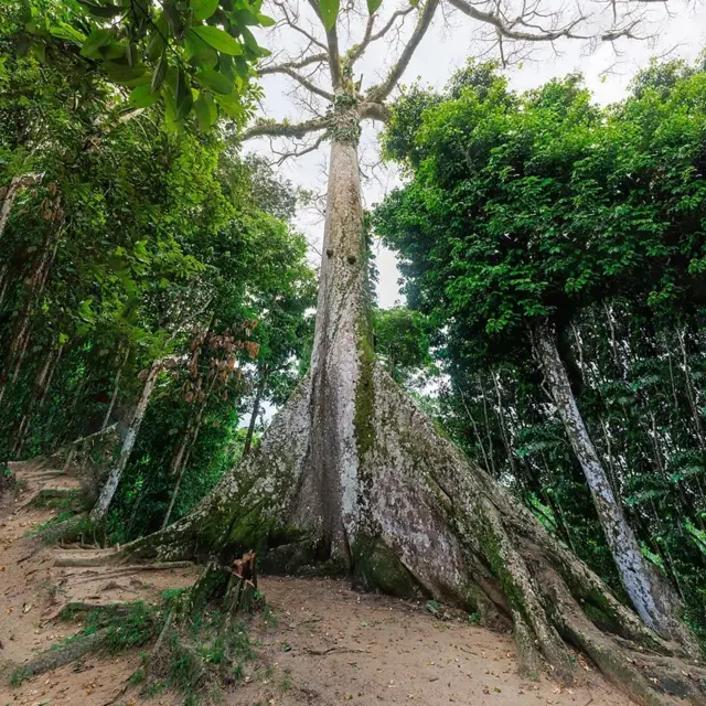 Fotocasino legaluma enorme sumaúma, uma árvore gigantesca, com outras menores ao redor.