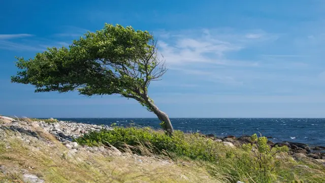 Árbol doblado por el viento