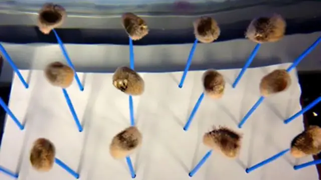 Гідрактинія