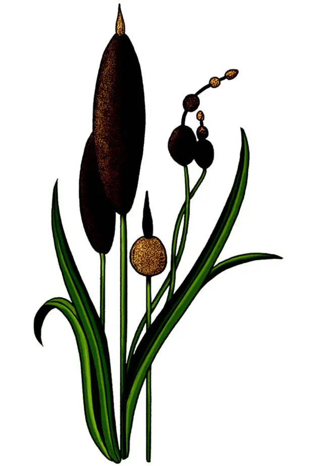 Ilustración de Katie Scott