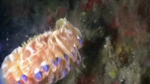 кольчатый червь