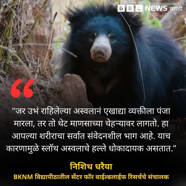 वाघ-अस्वल संघर्ष