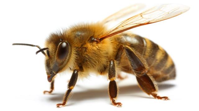 Un estudio afirma que estamos maltratando a las abejas melíferas en sus  colmenas
