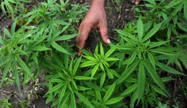 Legalisasi Ganja Untuk Keperluan Medis Ditolak MK - BBC News Indonesia