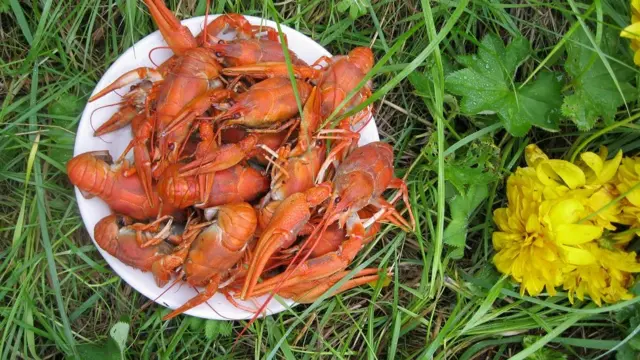 Здоровая еда