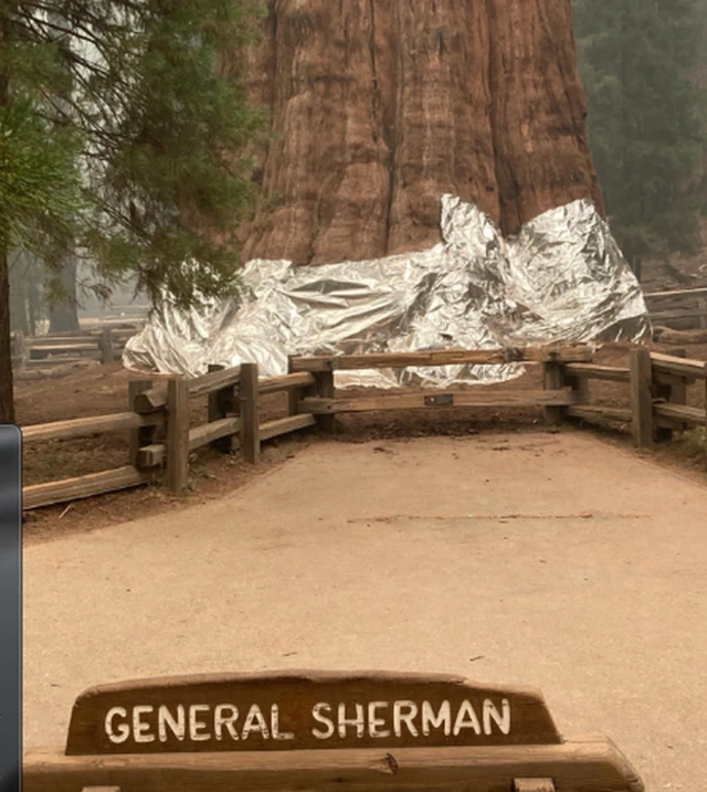 General Sherman tree