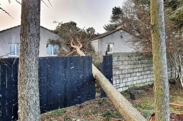 Сбитое ветром дерево в Броути-Ферри