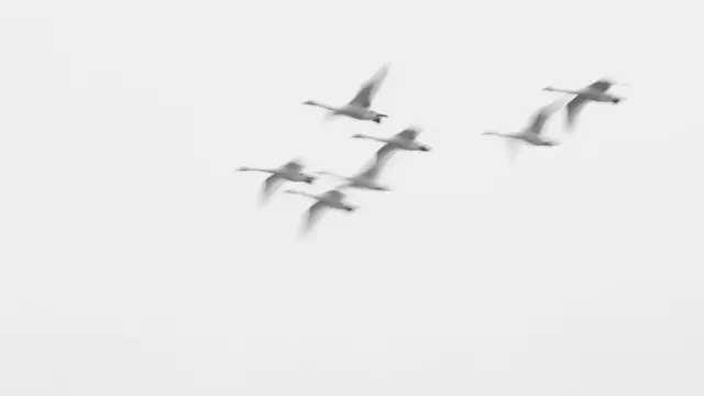 أسراب الطيور اشتهرت بأنها تتسبب في الإنذارات الكاذبة