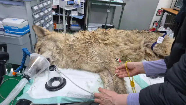 포획된 후 마취 회복 중인 늑대 '늑구'