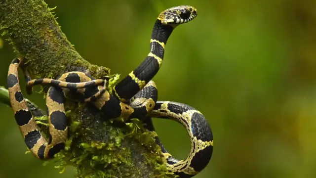 (Dipsas cf. catesbyi)