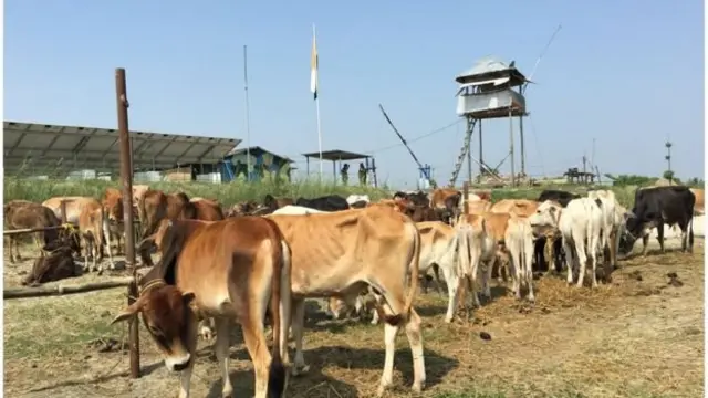 भारतीय गायें