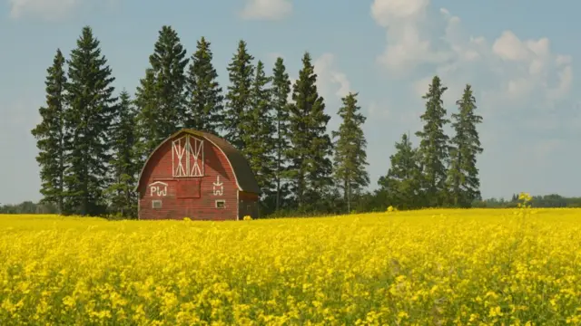 加拿大油菜花田