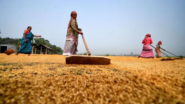 ਚੌਲ