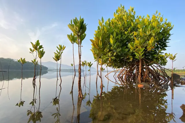कर्नाटकातल्या कांदळवनातली नवी छोटी झाडं