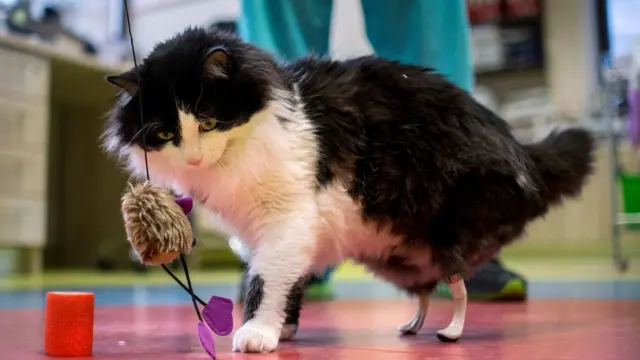 แมวสีดำขาว