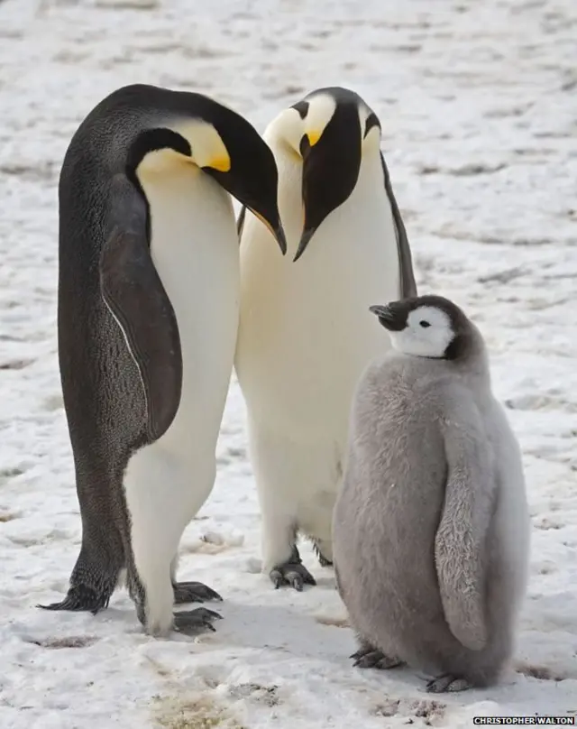 अंटार्क्टिका