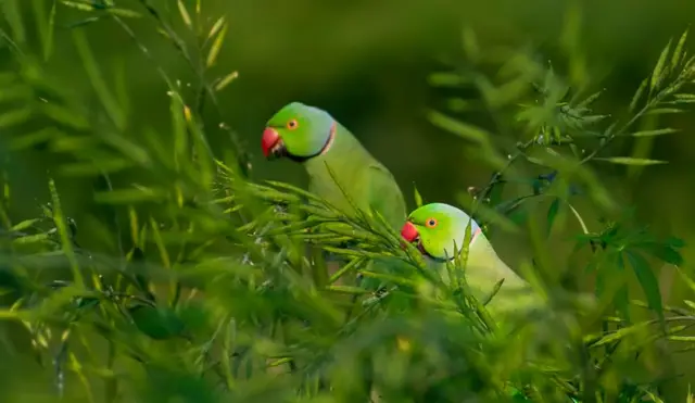 બીબીસી ગુજરાતી