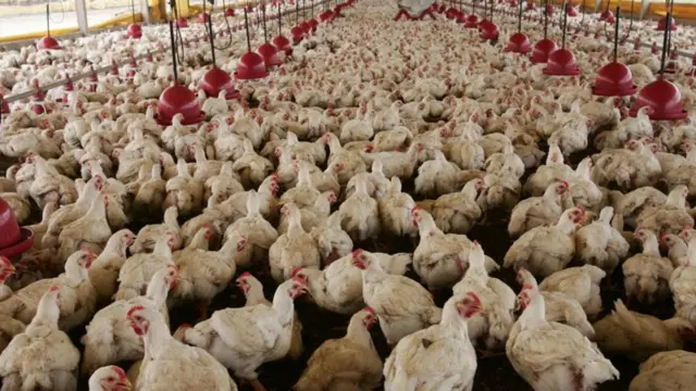 ব্রয়লার মুরগি।