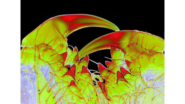 Spike Walker/ Cortesía de la Royal Photographic Society