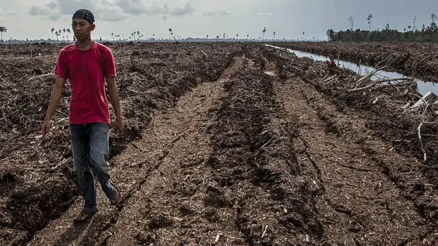 Cleared land in Sumatra, Indonesia
