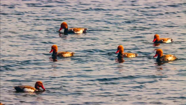 రుడీ షెల్ డక్- యూరప్ నుంచి వచ్చే వలస పక్షులు