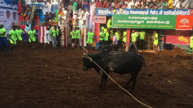 ஜல்லிக்கட்டு