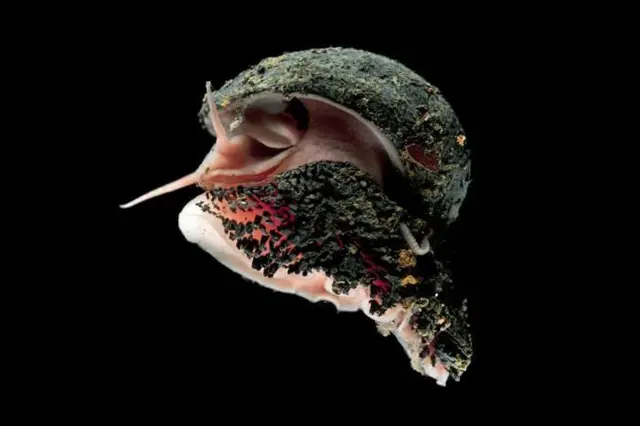 鱗足蝸牛（NHM）