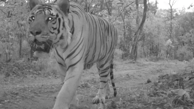 ক্যামেরা ট্র্যাপে ধরা পড়া বাঘের ছরি