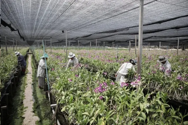 Orchid farm in Ratchaburi