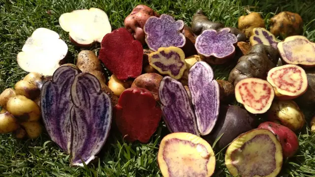 Variedades de papas diferentes en Perú