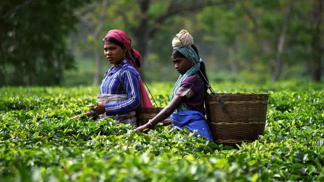 चहापत्ती मळ्यातील कामगार