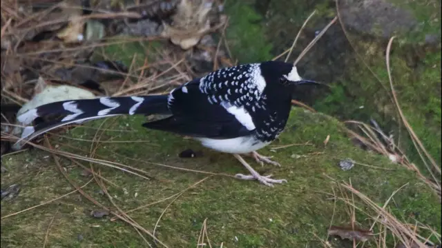 پاکستان پرندے