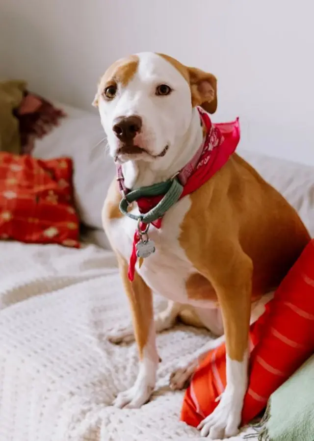 빨간 스카프를 두르고 소파에 앉아있는 개