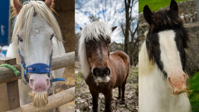 fardeen hareeda qaban