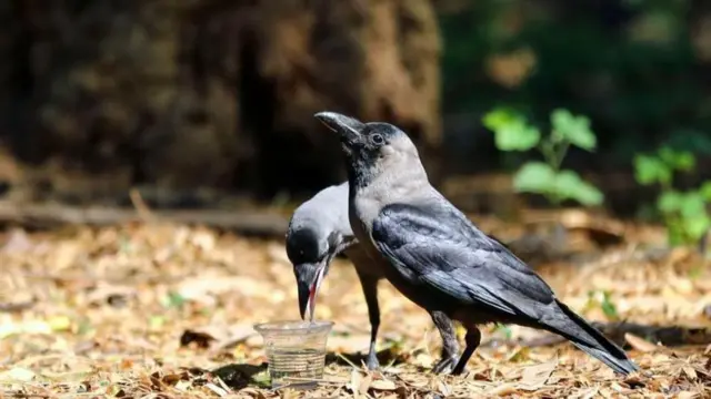 দাবদাহে মানুষের সাথে অতিষ্ঠ প্রাণীকুলও