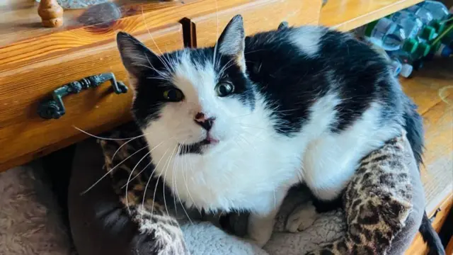 کارینگتون، گربه‌ای که از زمین تمرین منچستریونایتد راهی خانه مگی هارون شد 