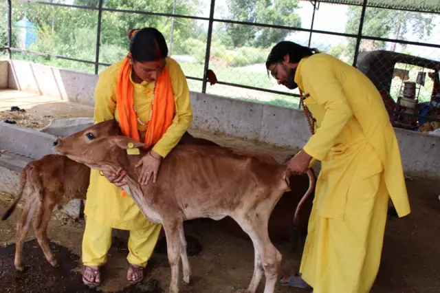 गौशालामा गाई 
