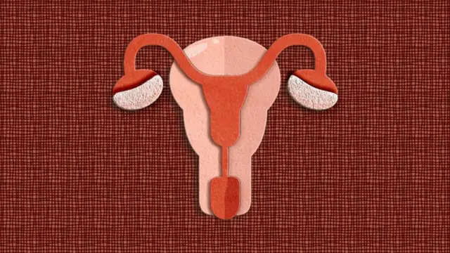 गर्भाशय 